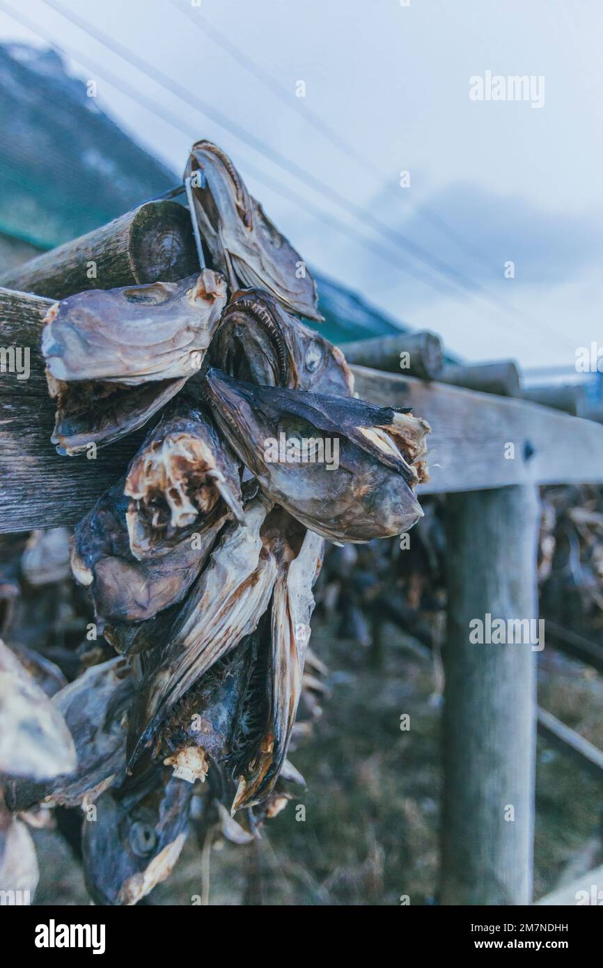 dried fish, Norway, Lofoten Stock Photo Alamy