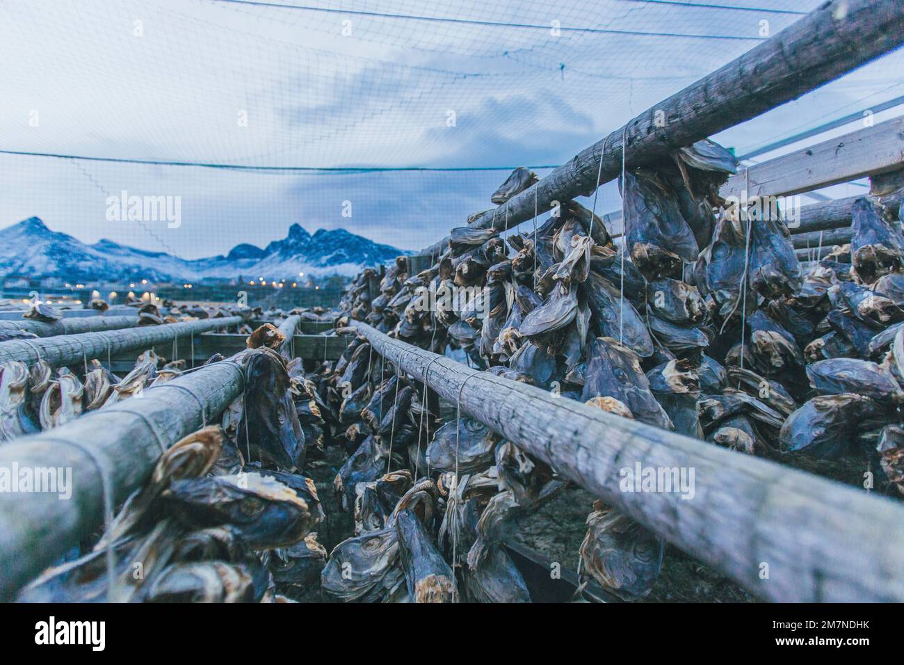 dried fish, Norway, Lofoten Stock Photo Alamy