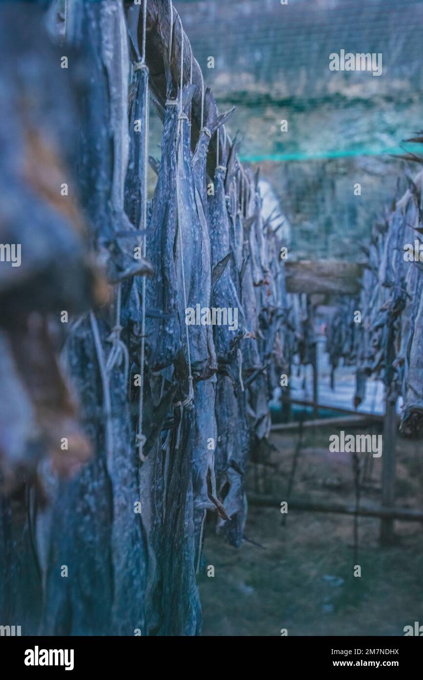 dried fish, Norway, Lofoten Stock Photo Alamy