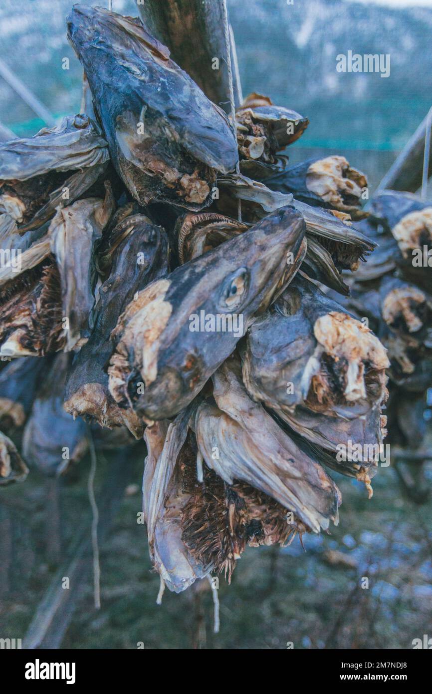 dried fish, Norway, Lofoten Stock Photo Alamy