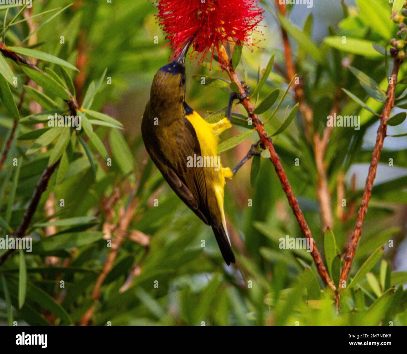 Olive backed sunbird feeding on red bottlebrush flowers Stock Photo