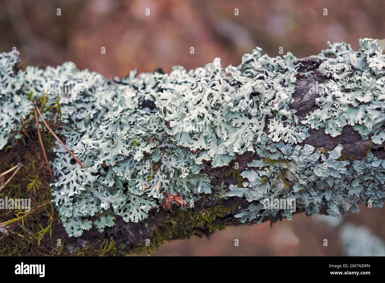 Parmelia sulcata lat. Parmelia sulcata - type of lichen genus Parmelee Parmelia family Parmeliaceae Parmeliaceae. Lichen Parmelia sulcata and bright g Stock Photo