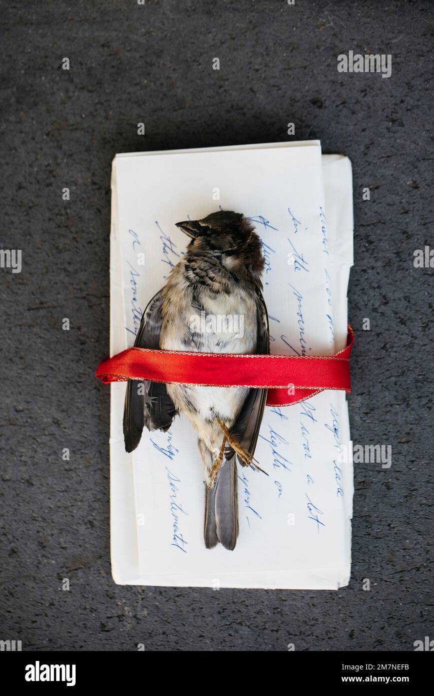 Dead bird on a handwritten letter Stock Photo
