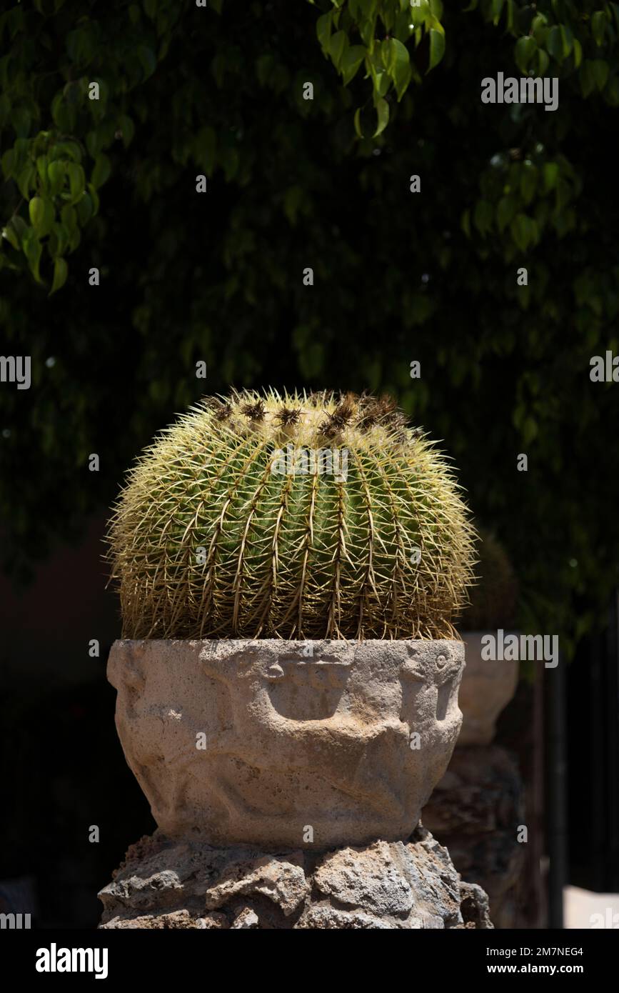 Spherical cactus in planter on stone wall in Sineu, Spain Stock Photo