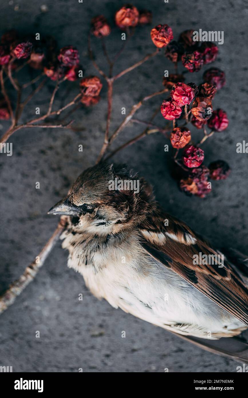 Dead sparrow next to a dried berry branch Stock Photo