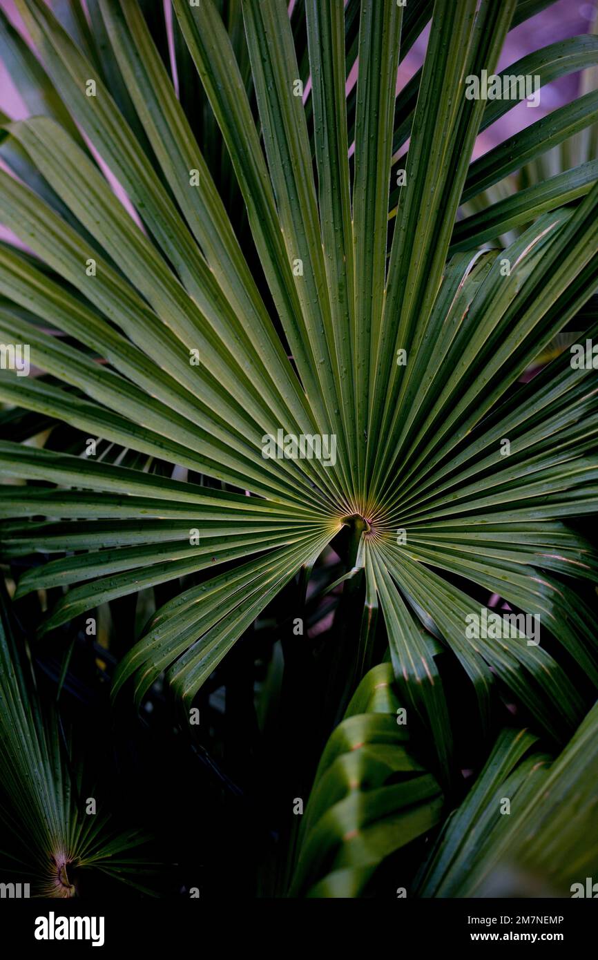 Fan leaf tree hires stock photography and images Alamy