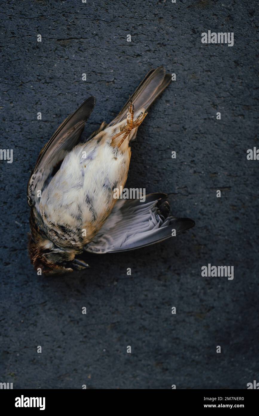 Dead sparrow on dark stone floor Stock Photo