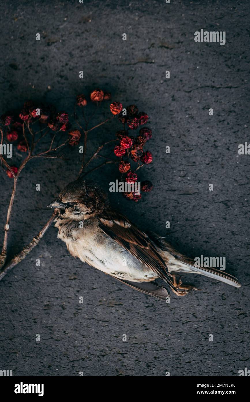 Dead sparrow next to a dried berry branch Stock Photo