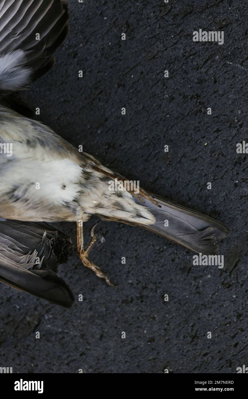 Lower body of dead sparrow on dark stone floor Stock Photo