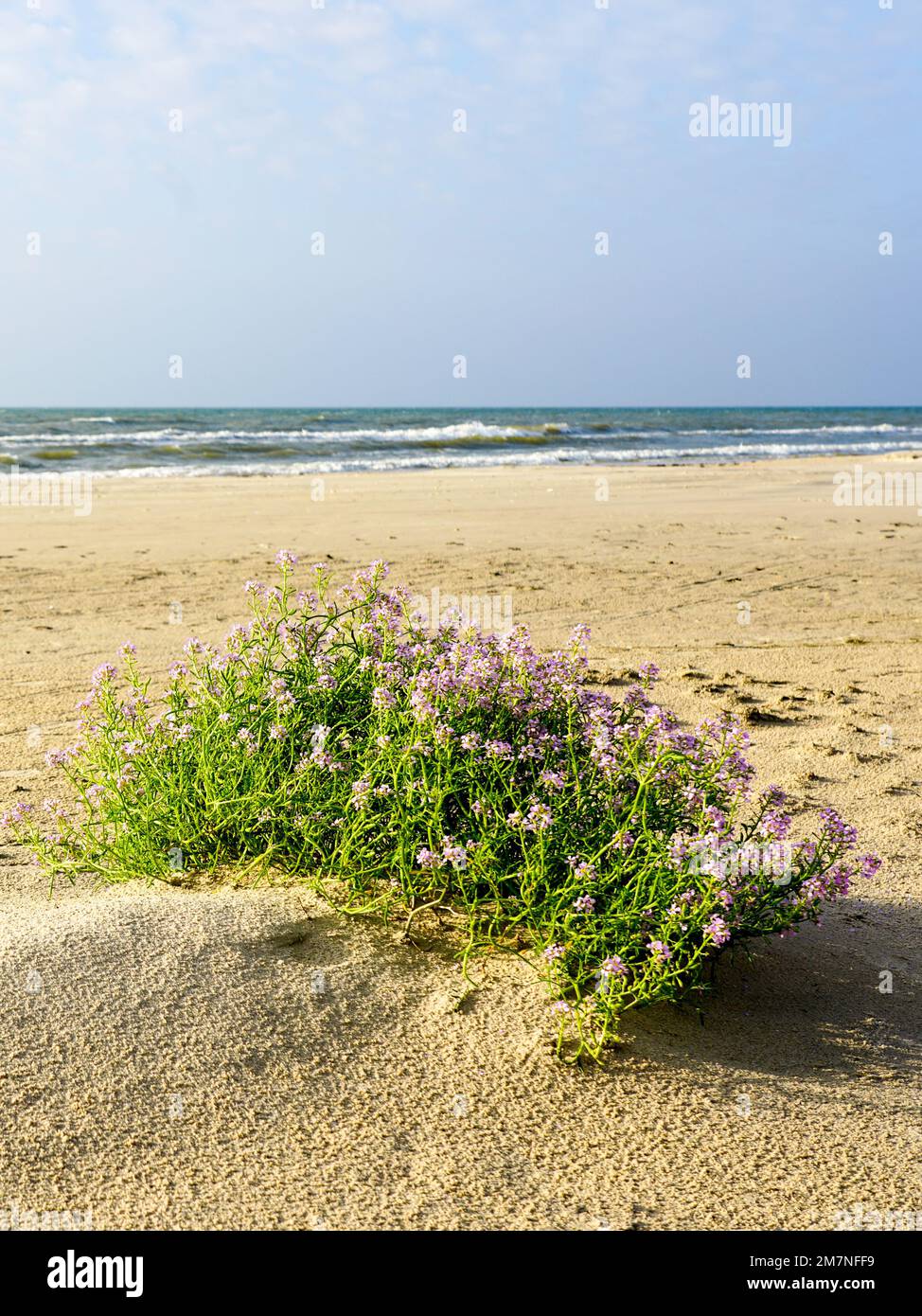 Cakile Maritima clump, known as the European sea rocket, blooming with purple flowers on a sandy Baltic Sea beach Stock Photo