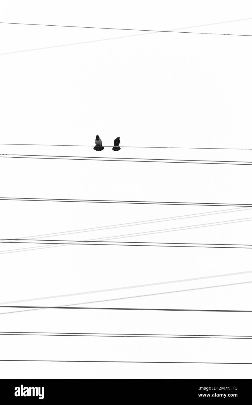 Crows, power line, two Stock Photo