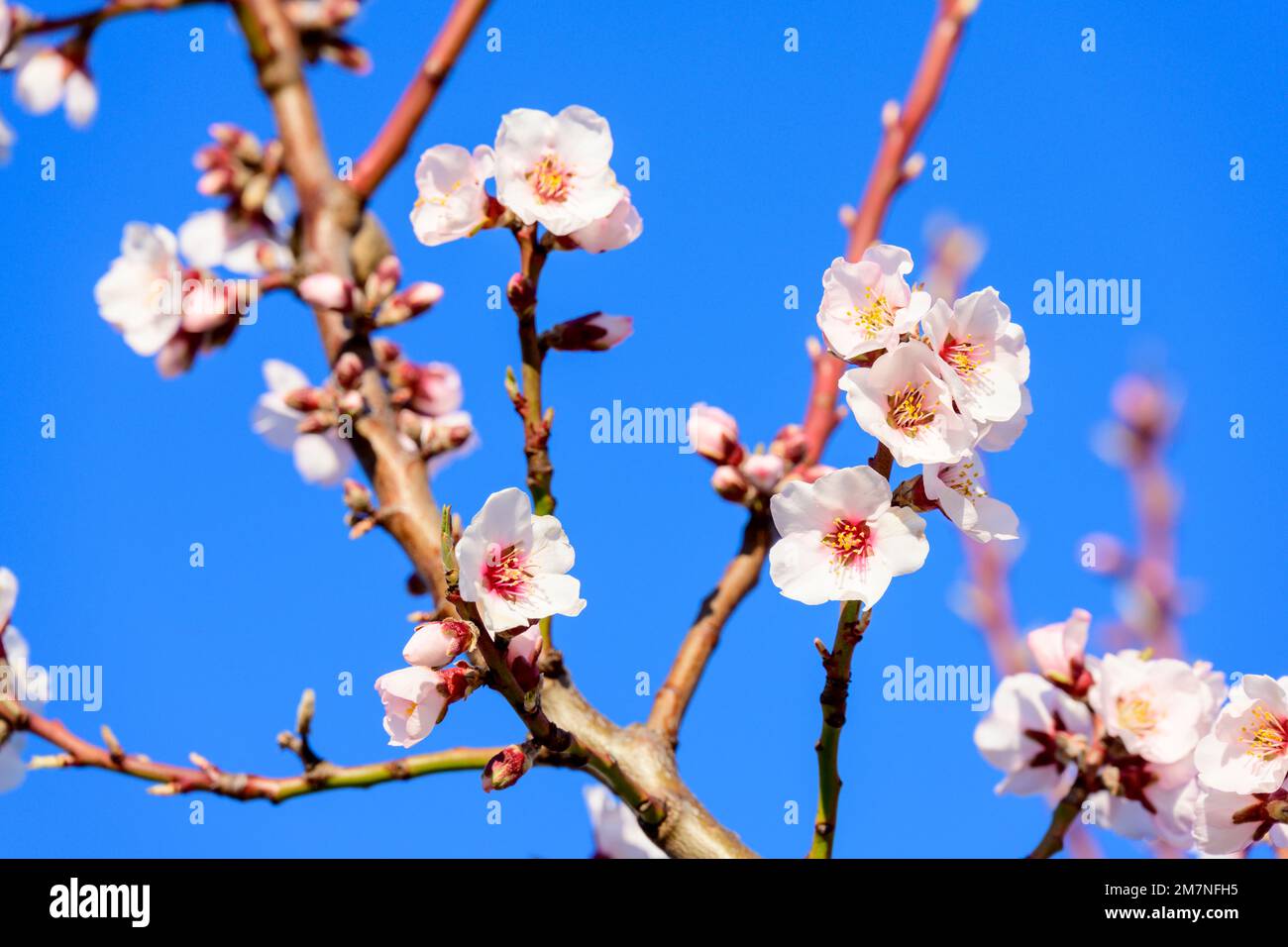 Almond tree, almond blossom branch Stock Photo Alamy