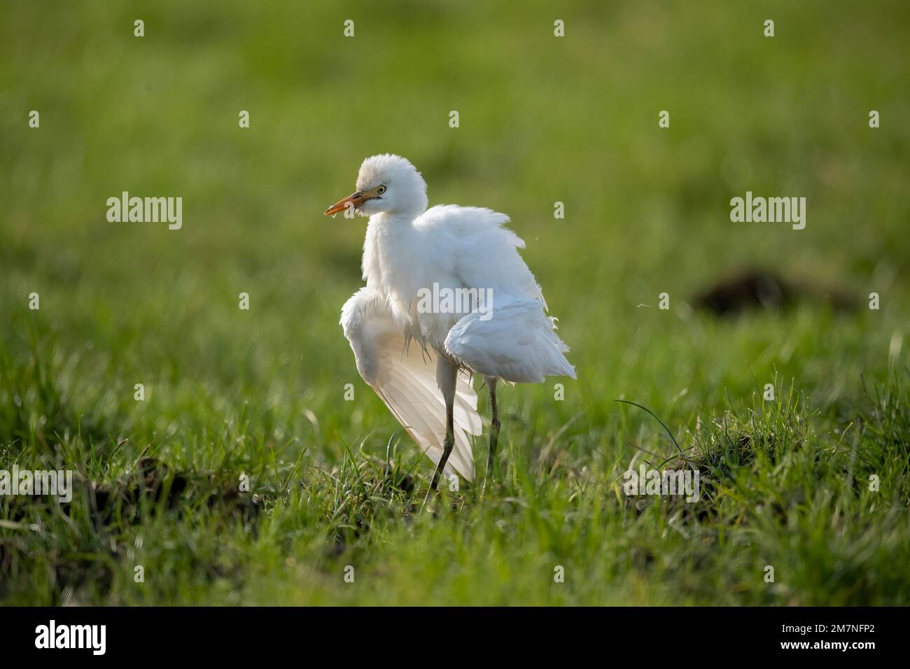 Cattle egret, (Bubulcus ibis) standing on the grass in the uk in Summer on a farm Stock Photo
