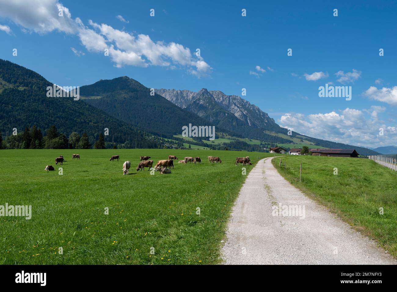 Alpine landscape with cows, alpine cows, Walchsee, Kaiserwinkl, Tyrol, Austria Stock Photo