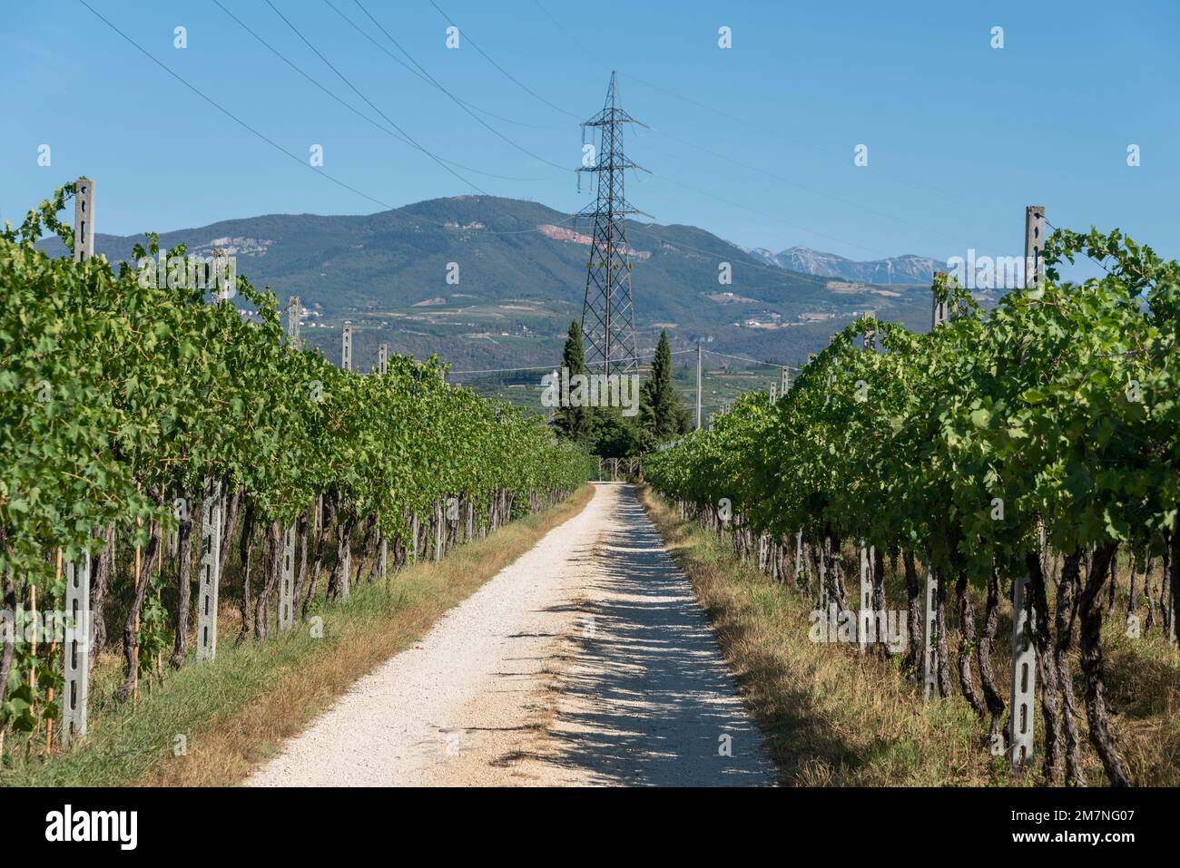 Winery near Verona, Valpolicella wine region, Pedemonte, Verona, Veneto, Italy Stock Photo