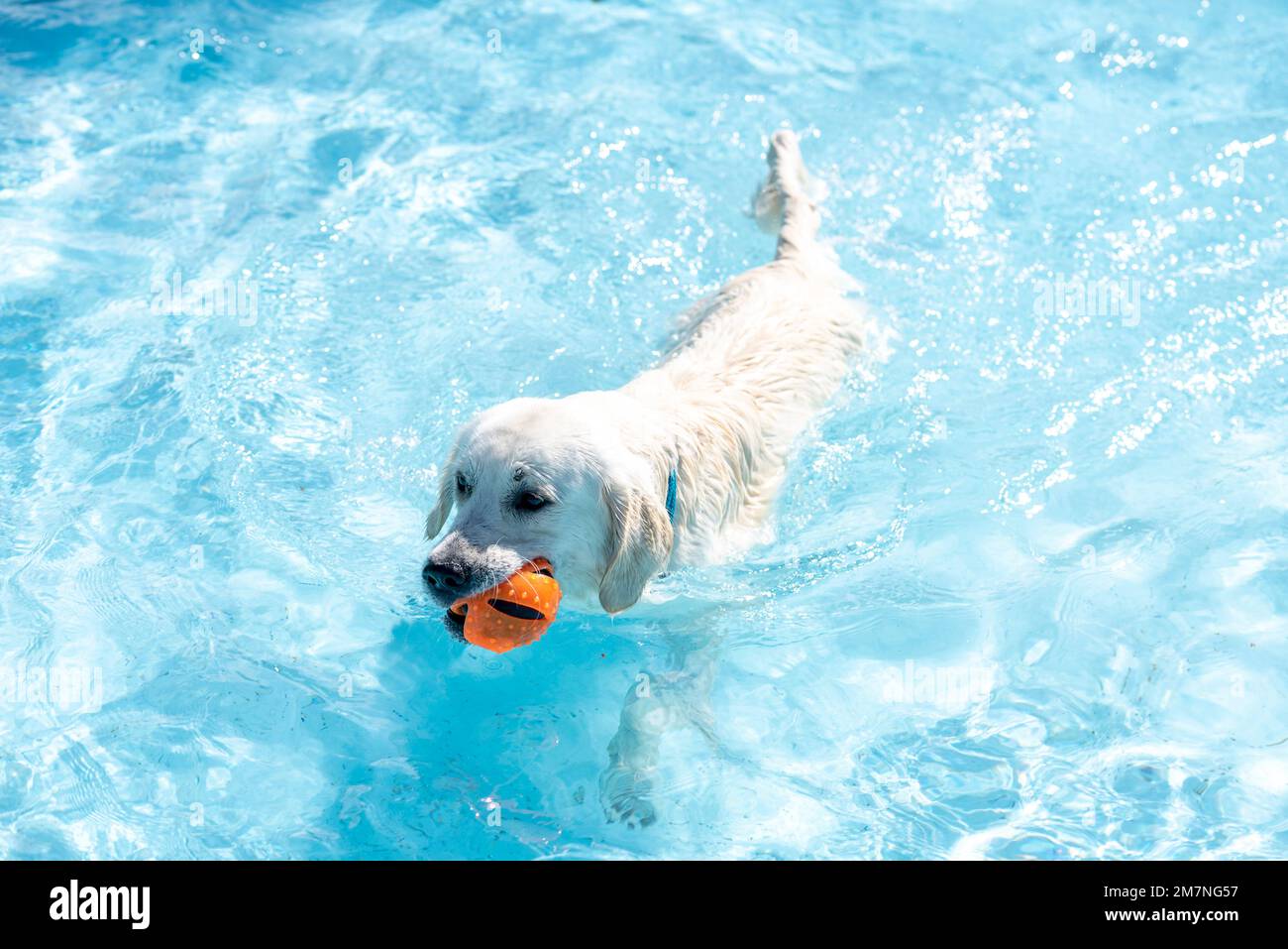Golden retriever swims in outdoor pool, dog swimming day, Magdeburg, Saxony-Anhalt, Germany Stock Photo