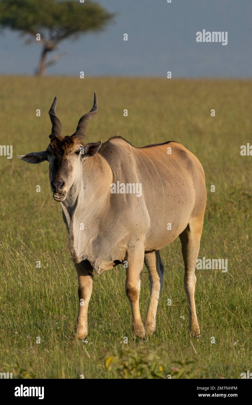 common eland (Taurotragus oryx), or southern eland or eland antelope, Masai Mara, Kenya Stock Photo