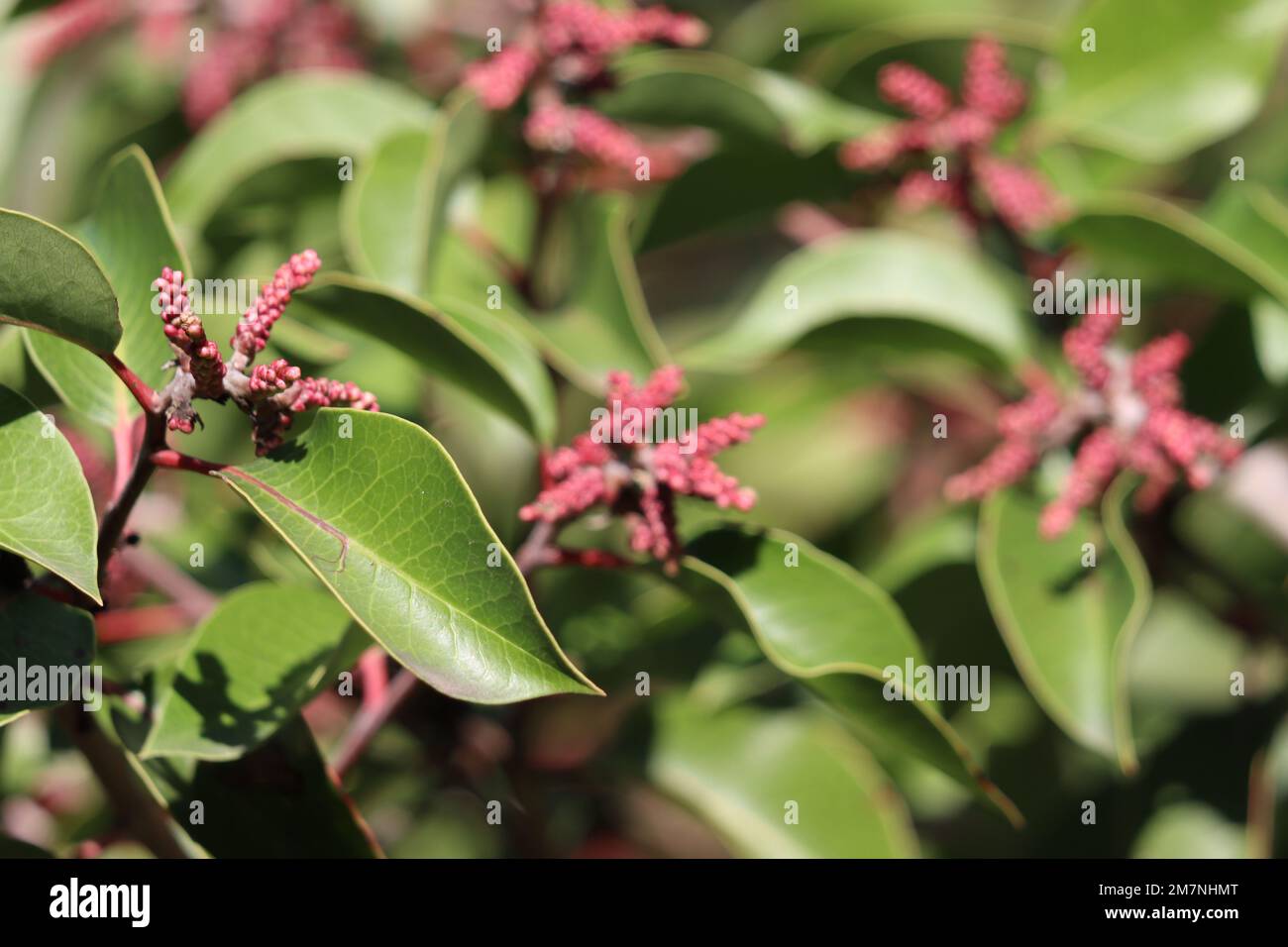 Green simple alternate entirely margined glabrous elliptic leaves of