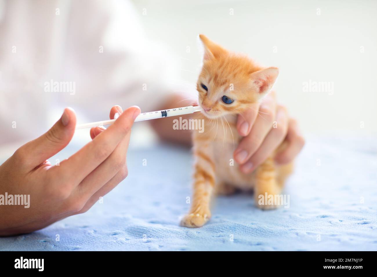Kitten at vet clinic. Little baby cat at checkup and vaccination