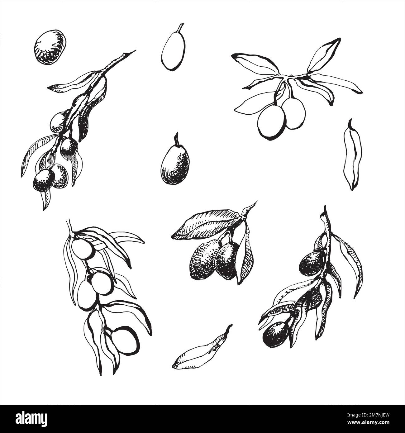 Hand drawn vector illustration of olive branches. Isolated on white ...