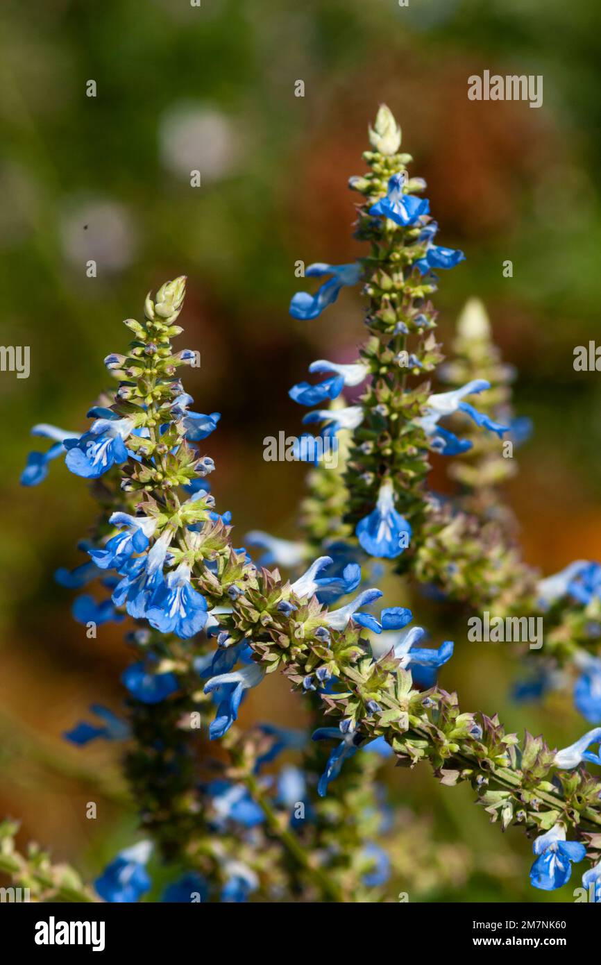 Wild Sage flowers - Salvia polystachya Stock Photo