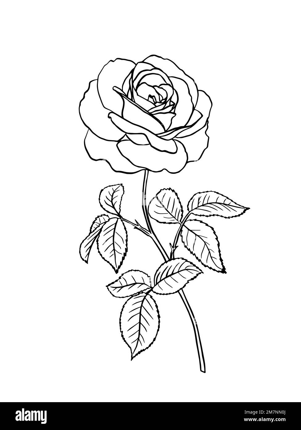 Black and white rose flower with leaves and stem. Realistic vector ...