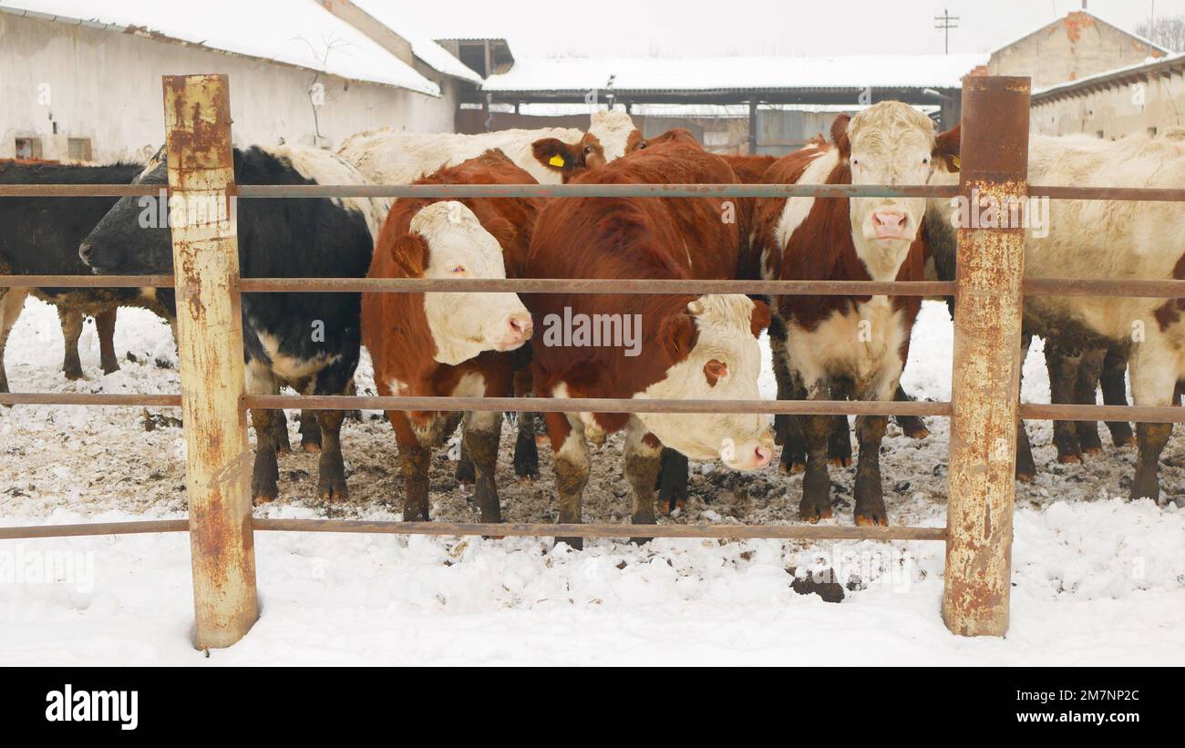 Cows organic farm herd winter snow organic farming snowy ice fence