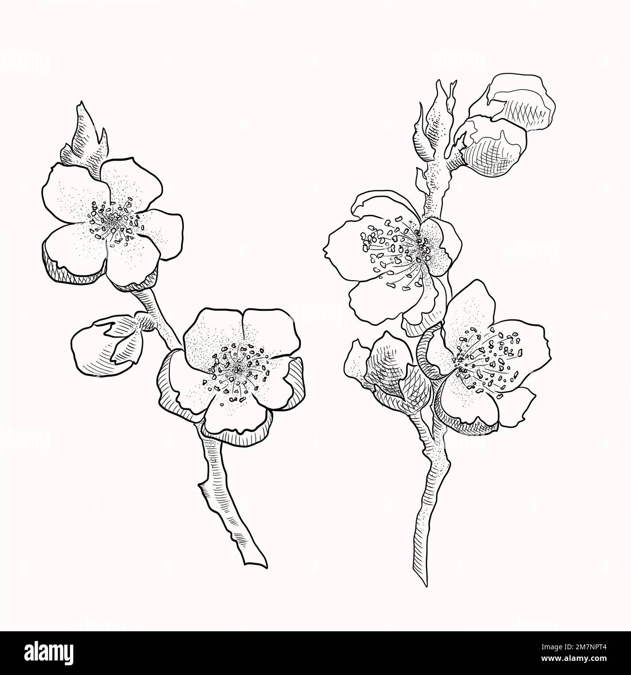 Hand drawn isolated sakura branches. Flower vector illustration in