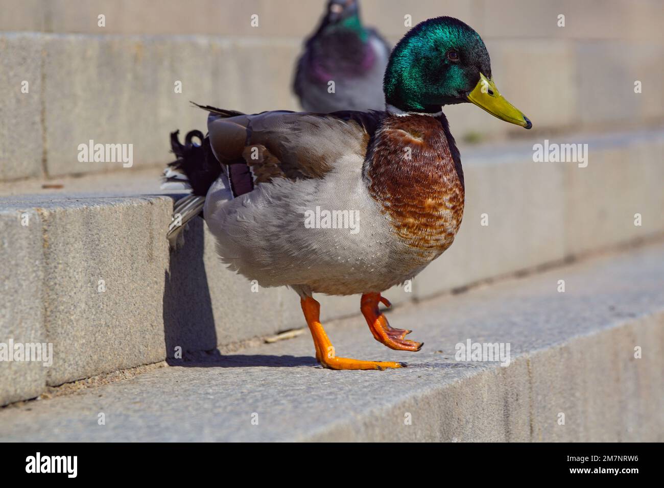 Close up of mallard duck with broken leg Stock Photo Alamy
