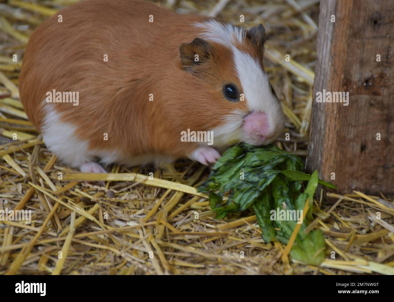 Cute Guinea pig pet animals used for science experiments Africa Stock