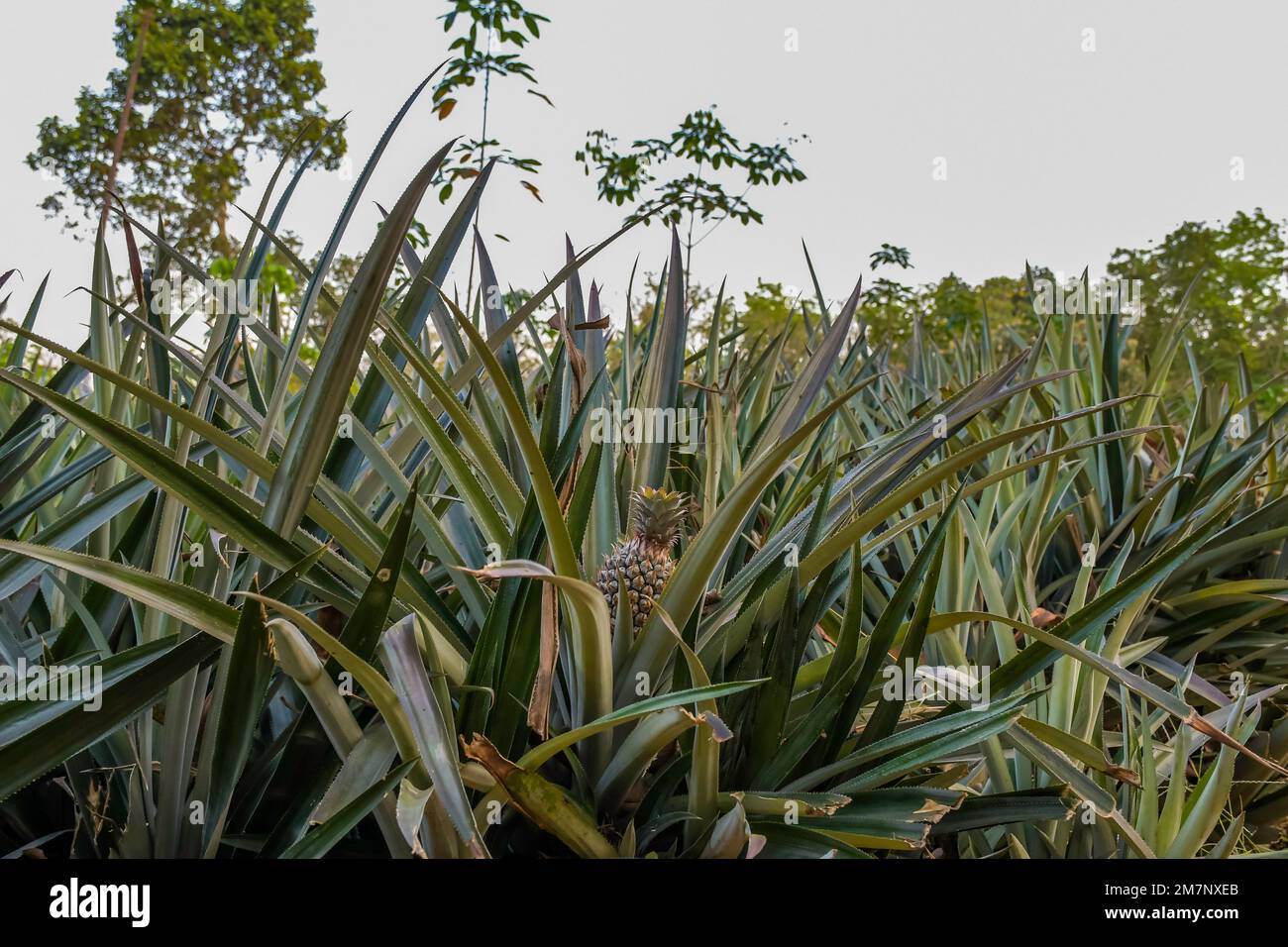 Organic Pineapple plantation in Kerala India Stock Photo Alamy