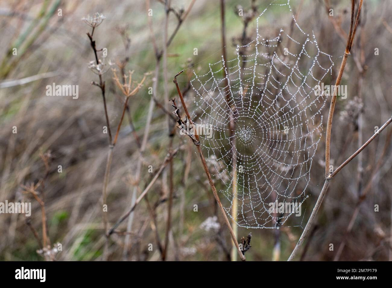 Gotas de agua de rocío atrapadas en una tela de araña en una mañana fría de invierno Stock Photo