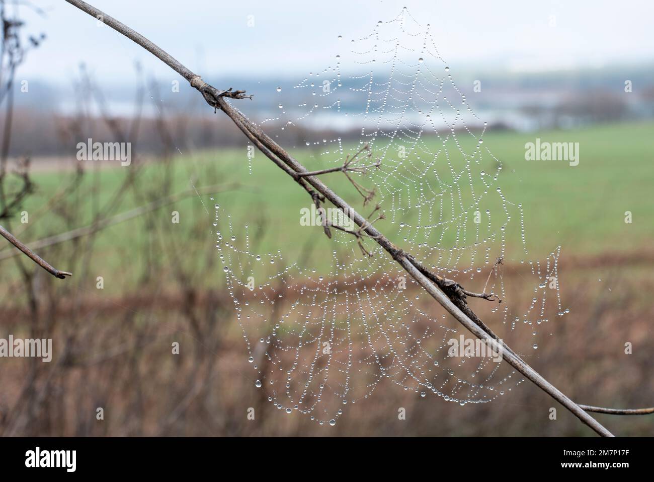 Gotas de agua de rocío atrapadas en una tela de araña en una mañana fría de invierno Stock Photo