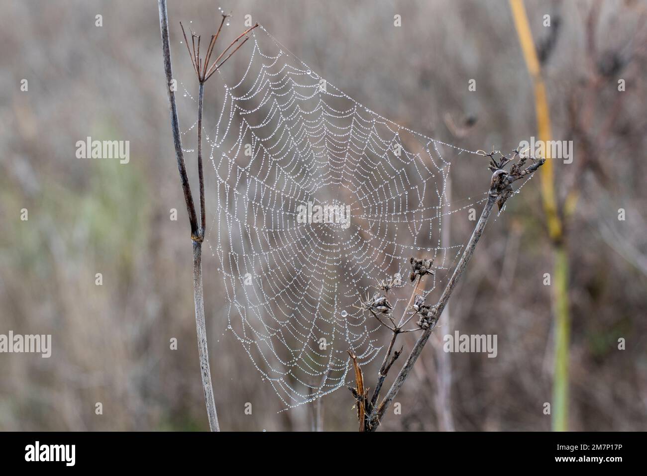 Gotas de agua de rocío atrapadas en una tela de araña en una mañana fría de invierno Stock Photo