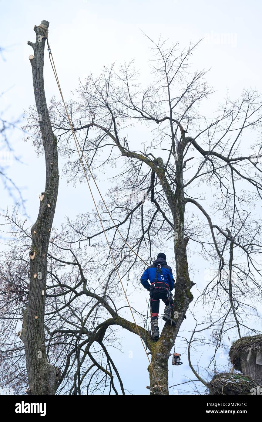 An arborist or lumberjack stands on a big tree to cut it down, a