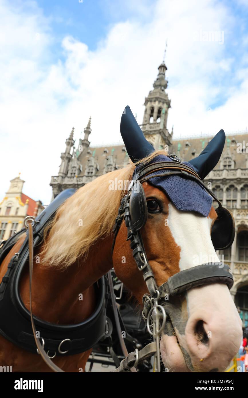 Blindfolded horse hi-res stock photography and images - Alamy