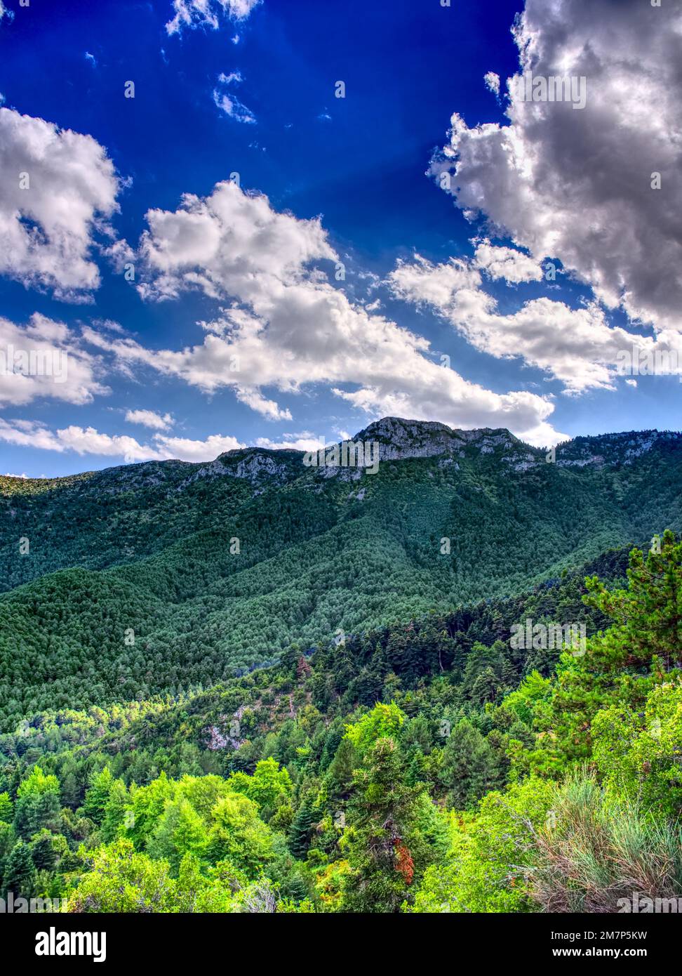Forest land under blue cloudy sky Stock Photo - Alamy