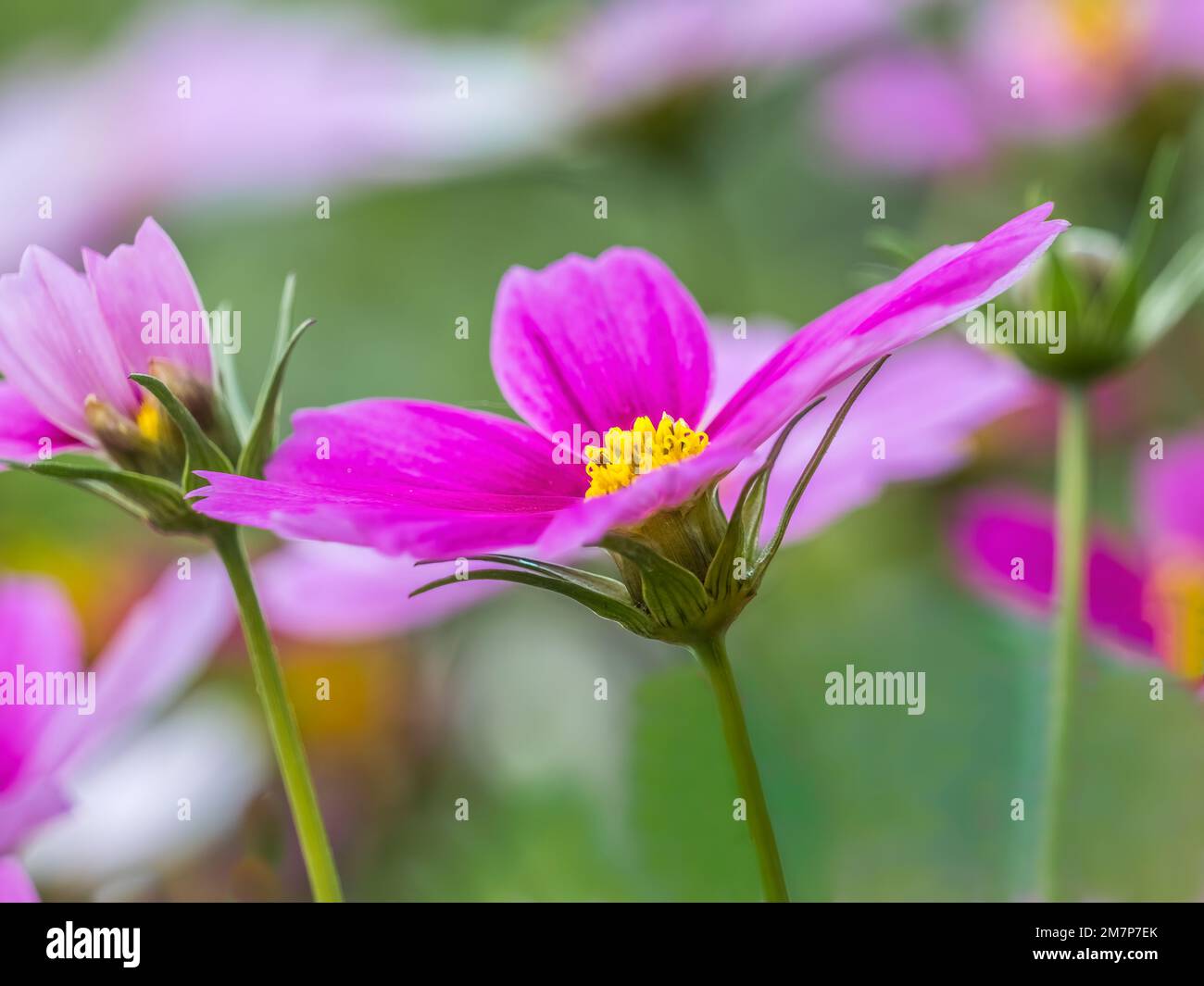 Pink close hi-res stock photography and images - Alamy