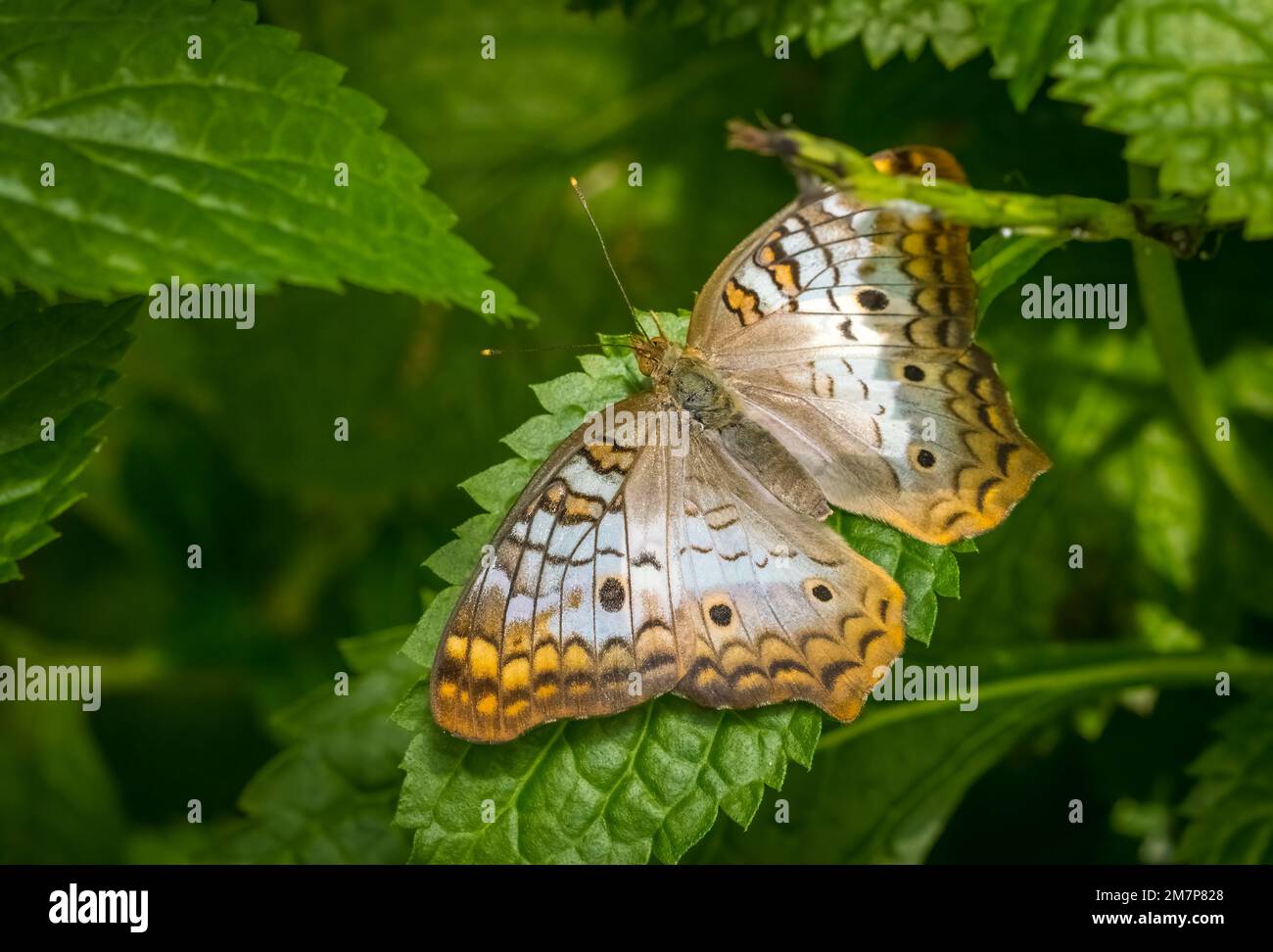 Close up of a single White Peacock butterfly ( Amartia jalrophae)  on green leaf plants at the Butterfly Estates in Fort Myers Florida USA Stock Photo