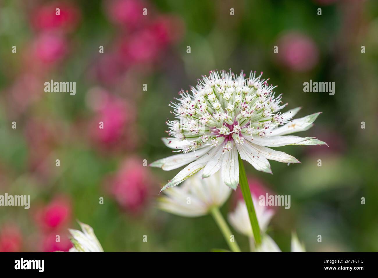 Close up of an astrantia flower in bloom Stock Photo