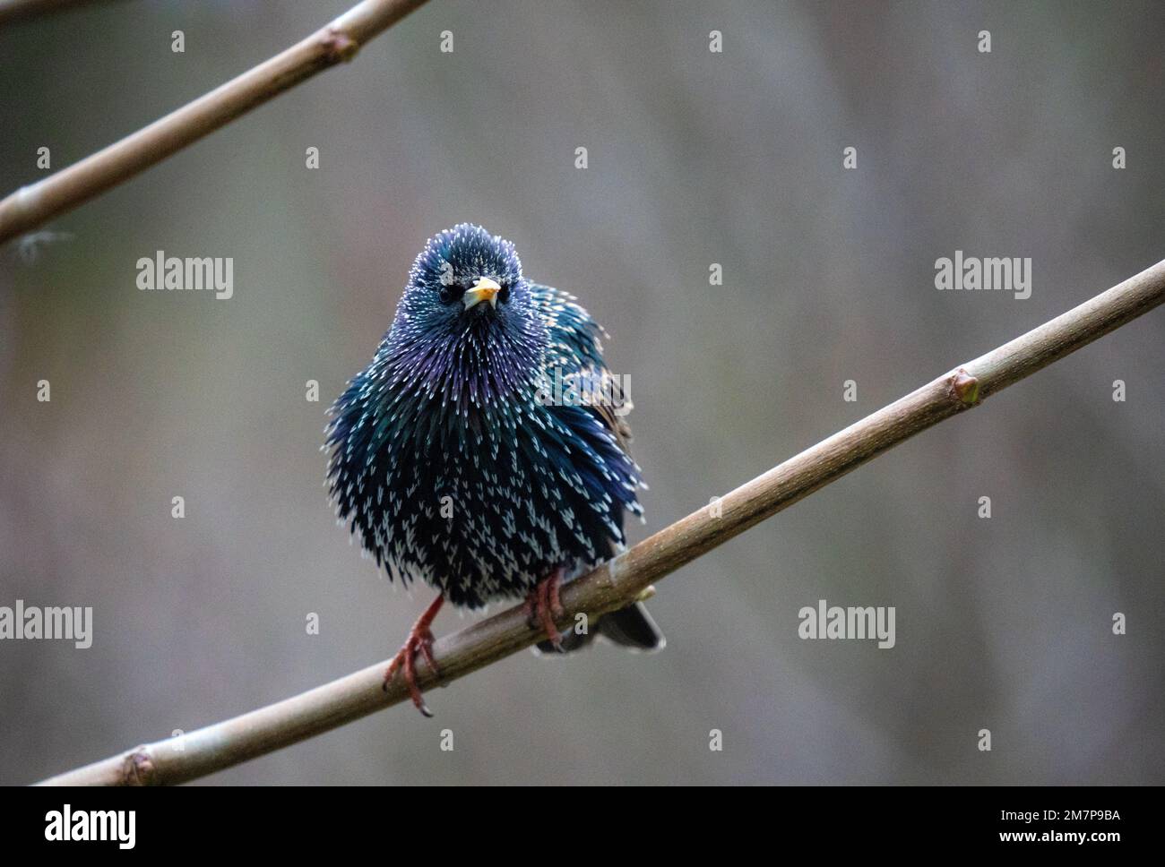 Starling bird on branch Stock Photo