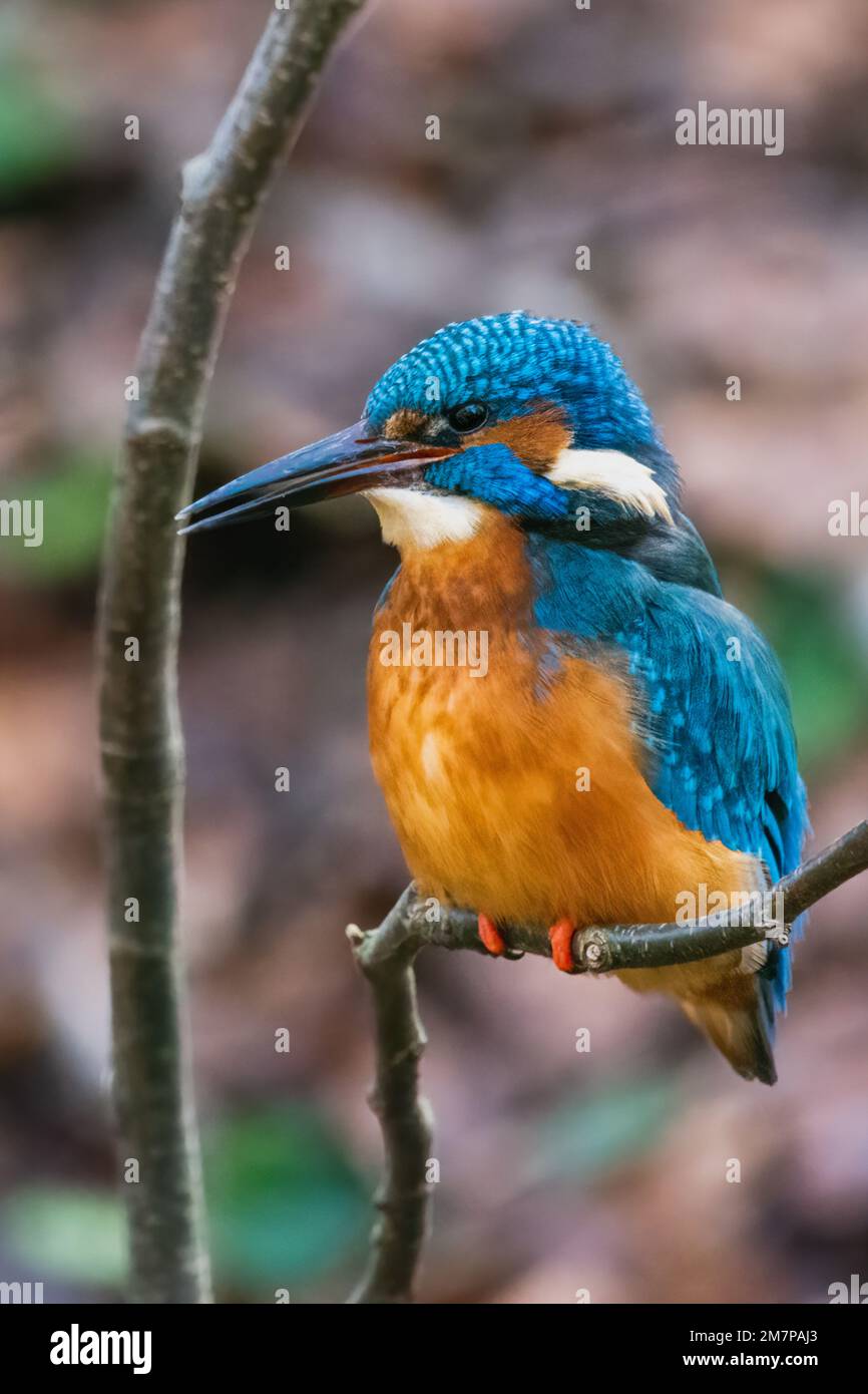 Kingfisher (Alcedo atthis) at Quarrymill, Perth, Scotland. Stock Photo