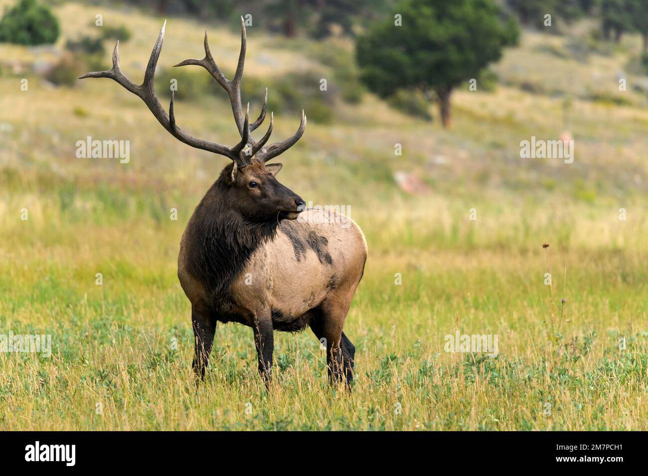 Bull Elk - Close-up view of a strong mature bull elk standing and grazing in a mountain meadow on a late Summer evening. Rocky Mountain National Park. Stock Photo
