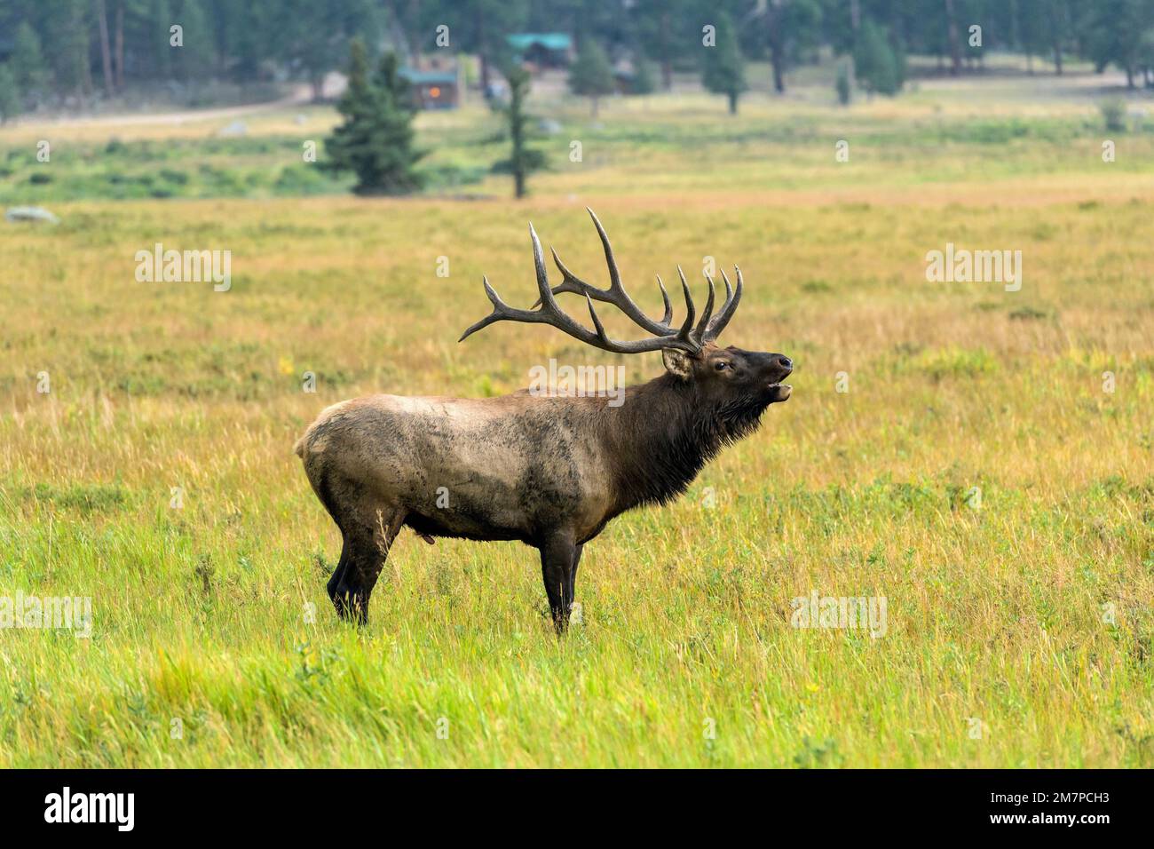 Bull Elk Bugling - A strong mature bull elk making rutting calls at Moraine Park on a late Summer evening. Rocky Mountain National Park, Colorado, USA. Stock Photo