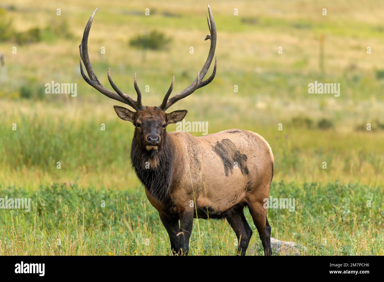 Bull Elk - Close-up view of a strong mature bull elk standing and grazing in a mountain meadow on a late Summer evening. Rocky Mountain National Park. Stock Photo