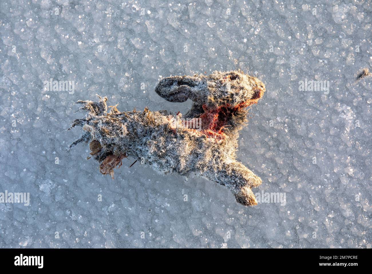 Frozen and partly eaten juvenile European rabbit or Oryctolagus cuniculus on ice Stock Photo