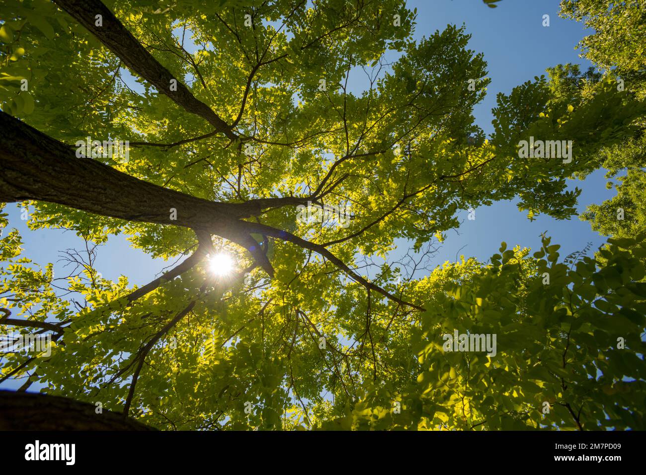 Lac Dow, Ottawa, Ontario, Canada Stock Photo - Alamy