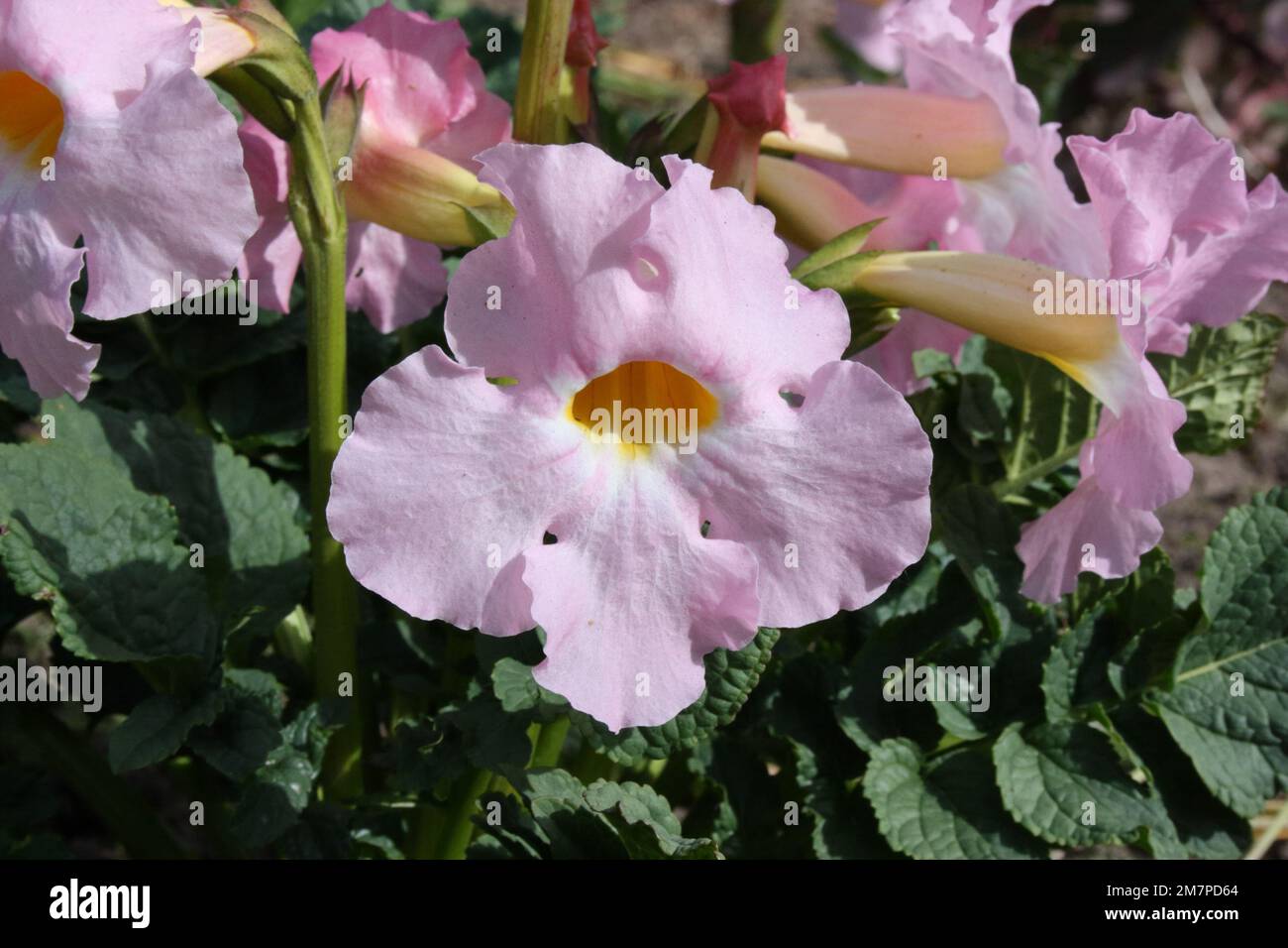 Hardy Gloxinia (Incarvillea delavayi 'Bees Pink') Stock Photo
