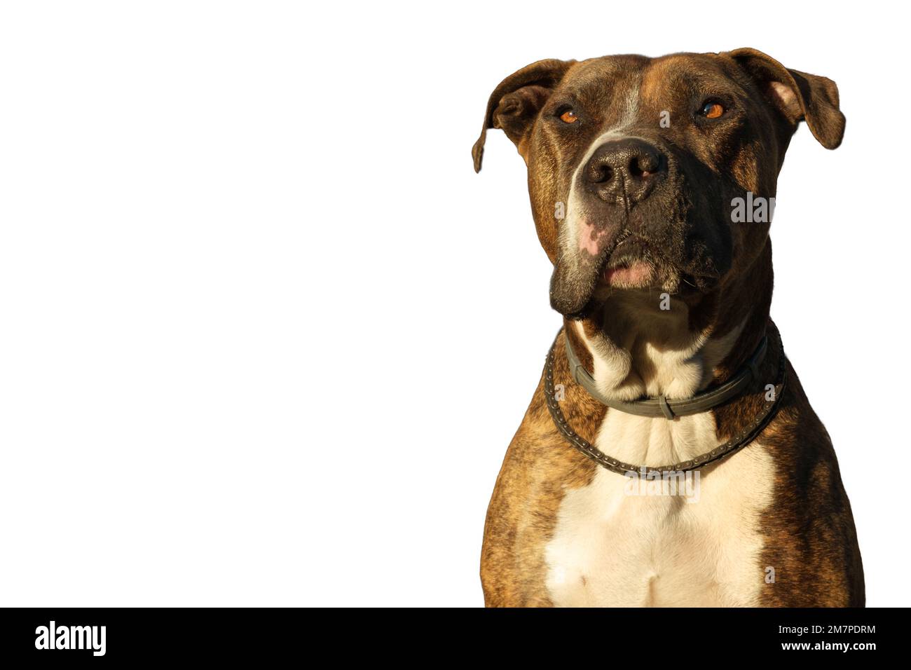 Portrait of a Pitbull dog on a white background he has a facial paralysis on a white background Stock Photo