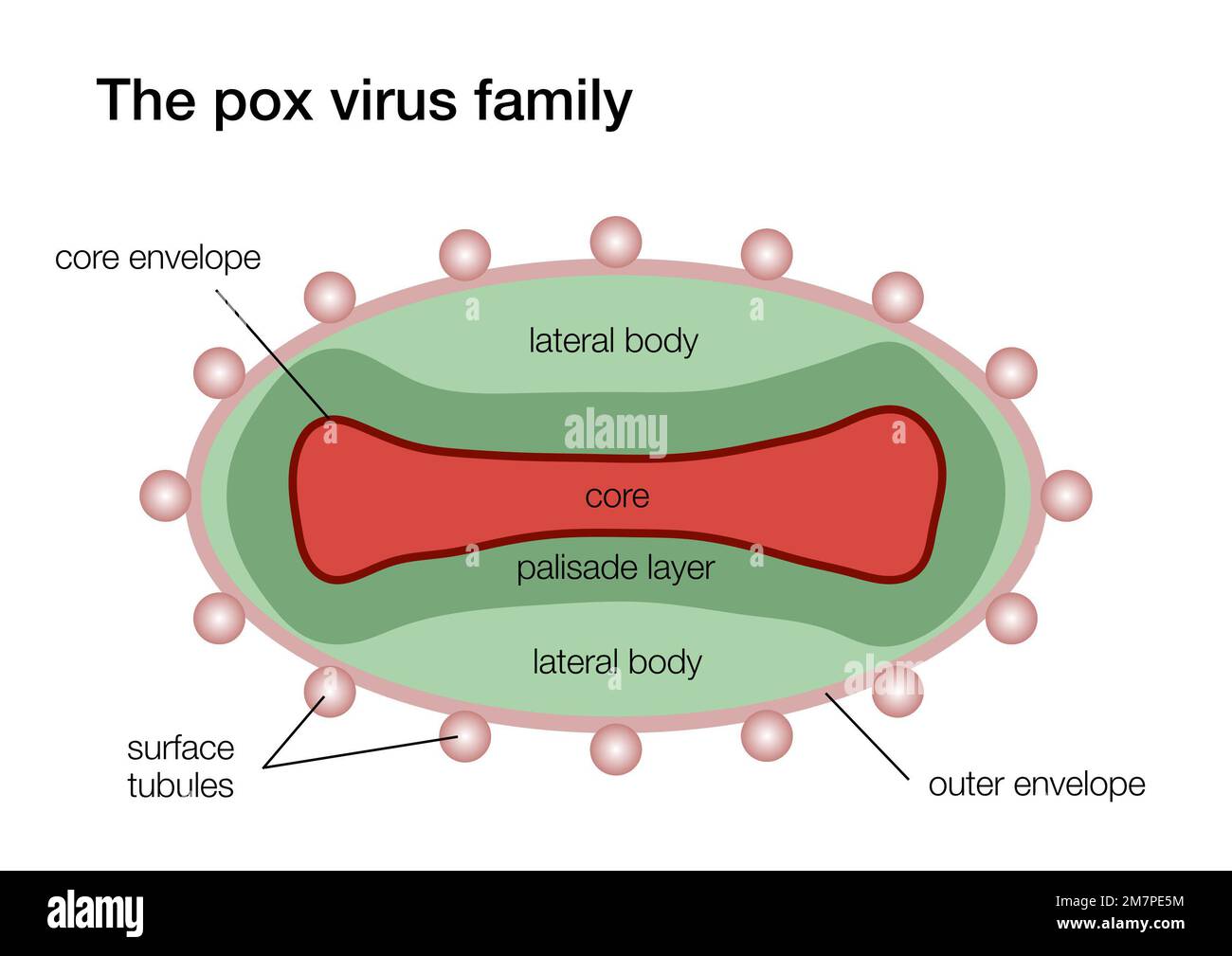 Illustration of the pox virus structure Stock Photo - Alamy